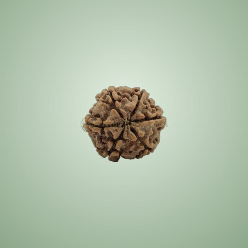 "Shanti" rudraksha bracelet